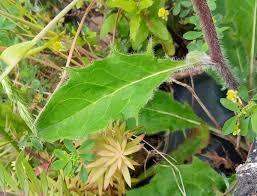 Attēlu rezultāti vaicājumam “Hieracium vulgatum leaf”