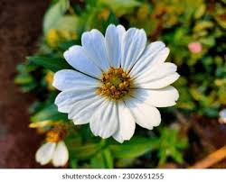 Attēlu rezultāti vaicājumam “Leucanthemum vulgare flower”