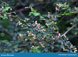 Attēlu rezultāti vaicājumam “Cotoneaster multiflorus fruit”