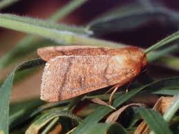 Attēlu rezultāti vaicājumam “Mythimna turca”