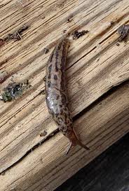 Attēlu rezultāti vaicājumam “Limax maximus”