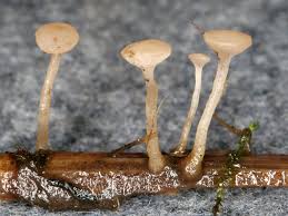 Attēlu rezultāti vaicājumam “Cudoniella acicularis”