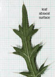 Attēlu rezultāti vaicājumam “Cirsium vulgare leaf”