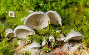 Attēlu rezultāti vaicājumam “Arrhenia retiruga”