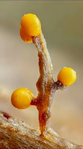 Attēlu rezultāti vaicājumam “Trichia varia macro”