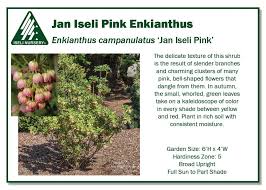 Attēlu rezultāti vaicājumam “Enkianthus campanulatus”
