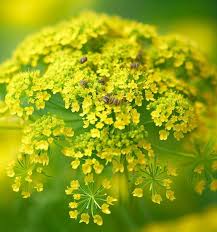 Attēlu rezultāti vaicājumam “Anethum graveolens flower”