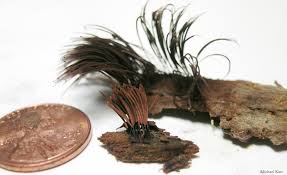 Attēlu rezultāti vaicājumam “Stemonitis marjana spores”