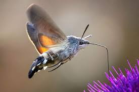 Image result for hawk moth