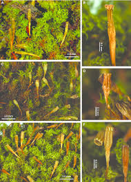 Attēlu rezultāti vaicājumam “Ulota crispa”