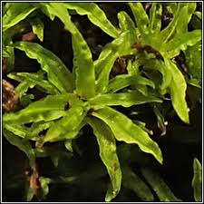 Attēlu rezultāti vaicājumam “Barbula convoluta sporophyte”