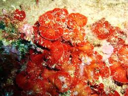 Attēlu rezultāti vaicājumam “Rhodophyta”