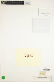 Attēlu rezultāti vaicājumam “Dicranella crispa”