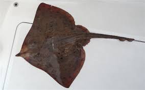 Image result for Rostroraja eglanteria