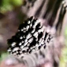 Attēlu rezultāti vaicājumam “Stemonitis flavogenita spores”