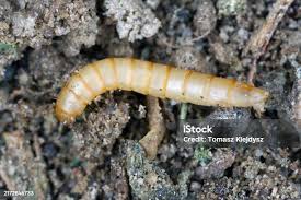 Attēlu rezultāti vaicājumam “Cucujus cinnaberinus larva”