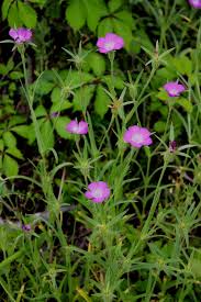 Image result for Agrostemma githago