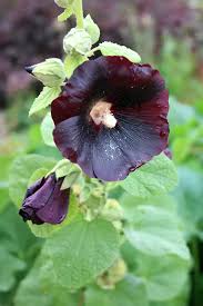 Image result for Stockrose