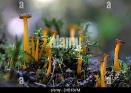 Attēlu rezultāti vaicājumam “Cantharellus lutescens”