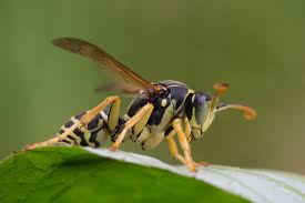 Attēlu rezultāti vaicājumam “Polistes nimpha”
