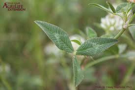 Attēlu rezultāti vaicājumam “Trifolium spadiceum leaf”