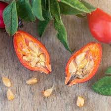 Attēlu rezultāti vaicājumam “Rosa subcanina fruit”