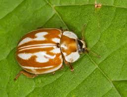 Attēlu rezultāti vaicājumam “Myzia oblongoguttata”