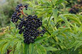 Attēlu rezultāti vaicājumam “Sambucus nigra fruit”