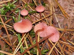 Attēlu rezultāti vaicājumam “Mycena rosella”
