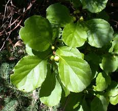 Attēlu rezultāti vaicājumam “Celastrus flagellaris”