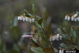 Attēlu rezultāti vaicājumam “Chamaedaphne calyculata fruit”