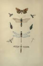 Attēlu rezultāti vaicājumam “Capsus ater imago”