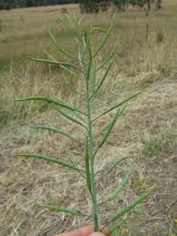 Attēlu rezultāti vaicājumam “Brassica napus fruit”