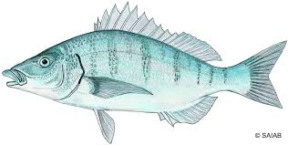 Image result for Lithognathus lithognathus