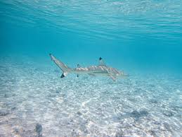 Image result for Carcharhinus melanopterus