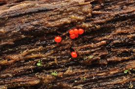 Attēlu rezultāti vaicājumam “Trichia botrytis var. cerifera”