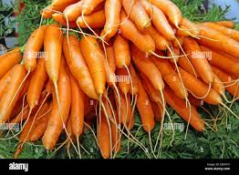 Attēlu rezultāti vaicājumam “Daucus sativus”