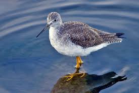 Image result for Tringa melanoleuca