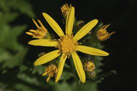 Attēlu rezultāti vaicājumam “Senecio vernalis flower”