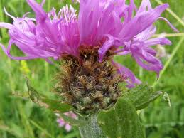 Image result for Centaurea pseudophrygia
