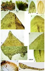 Attēlu rezultāti vaicājumam “Eurhynchiastrum pulchellum”