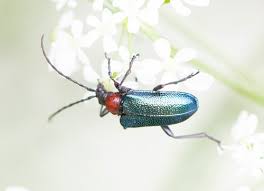 Attēlu rezultāti vaicājumam “Gaurotes virginea”