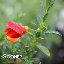 Image result for Cytisus scoparius
