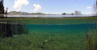 Attēlu rezultāti vaicājumam “Chara rudis”