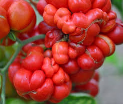 Afbeeldingsresultaat voor voyage tomato