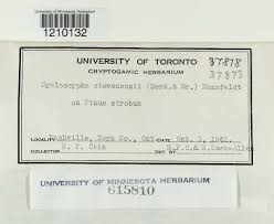 Attēlu rezultāti vaicājumam “Hyaloscypha hyalina”