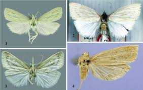 Attēlu rezultāti vaicājumam “Scardia boletella exuvia”