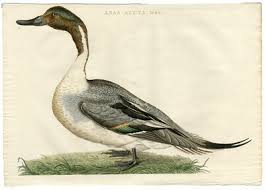 Attēlu rezultāti vaicājumam “Anas acuta male”