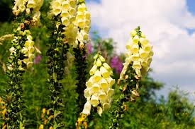 Image result for Digitalis grandiflora