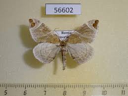 Attēlu rezultāti vaicājumam “Eulithis pyropata”